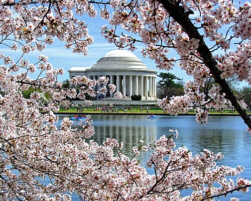 National Cherry Blossom Festival